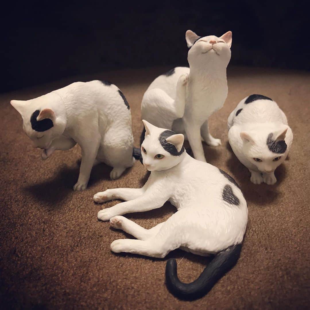 小森高博のインスタグラム：「森口修さんの猫ガチャポン、ウチにも来たよ！かわいい〜」