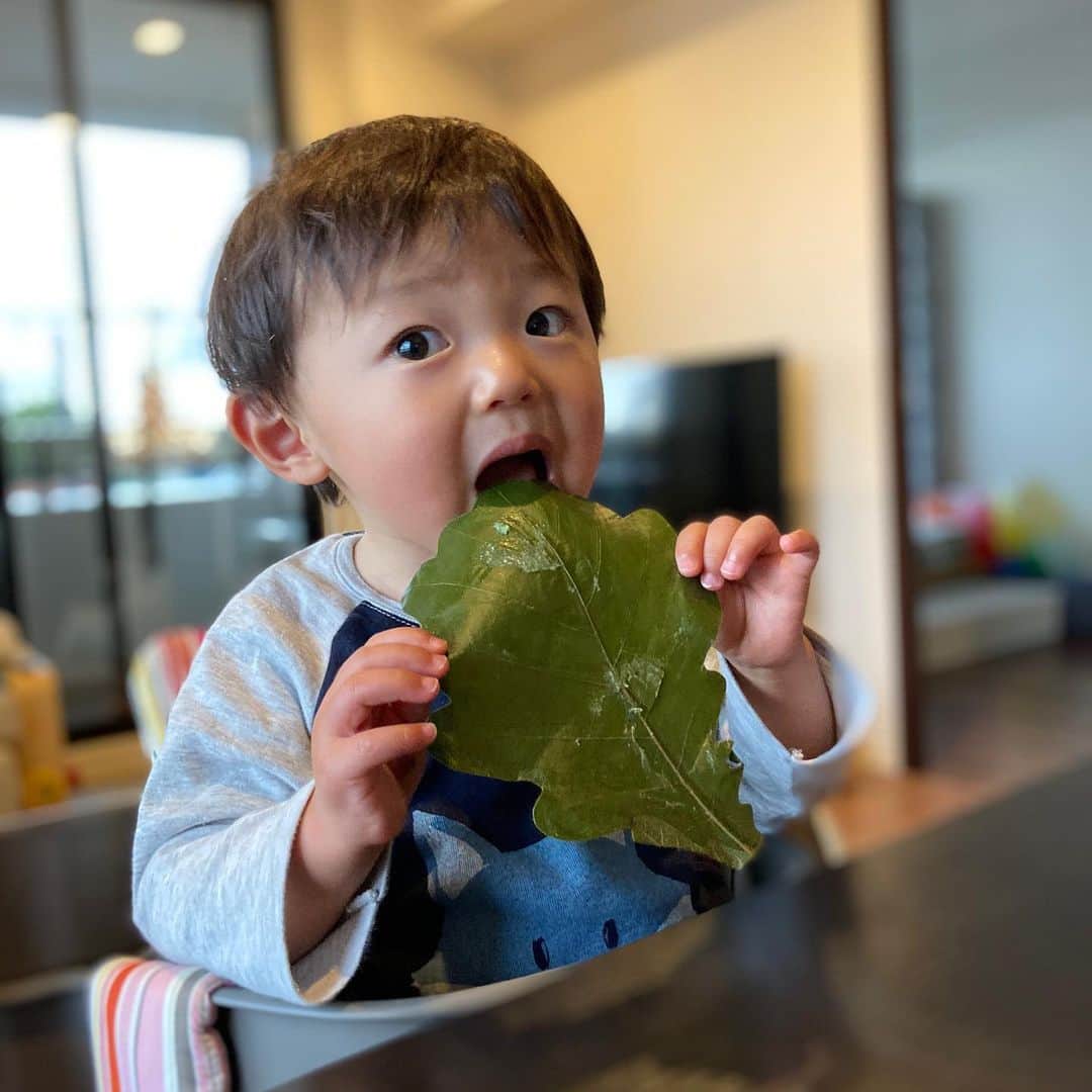 vo_coのインスタグラム：「🎏2020.05.05 子供の日！ 今年はどこにも出かけないし鯉のぼりもカブト飾りも無いけど 和菓子屋さんのかしわ餅であんこデビューしたよ！ お餅も餡子も美味しかったね #子供の日」