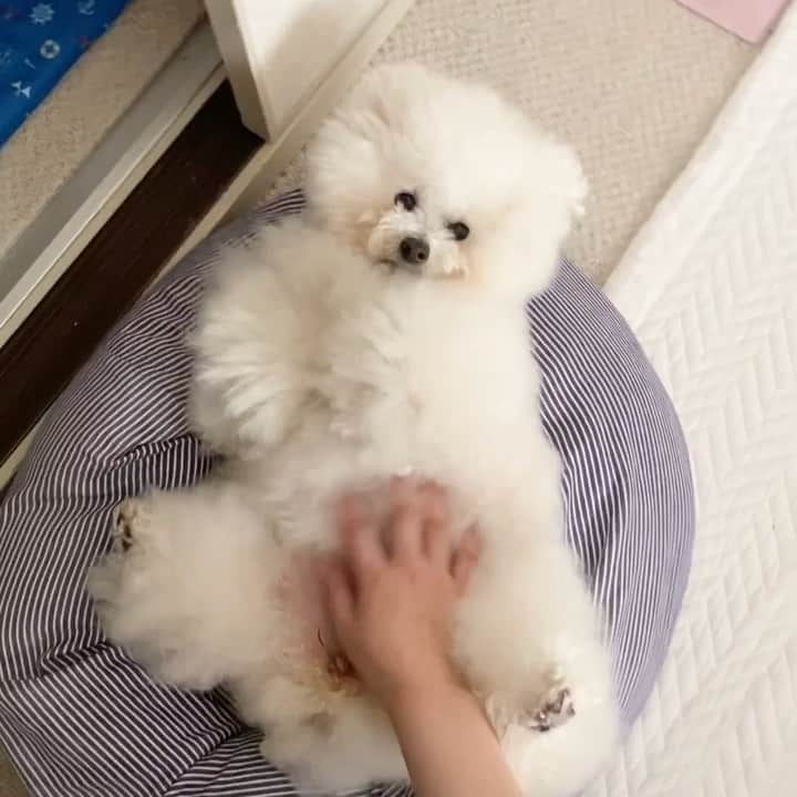 ゆうのインスタグラム：「. . のびのび🐶 リラックスしとります。 . . . #おうち時間 #stayhome . . .」