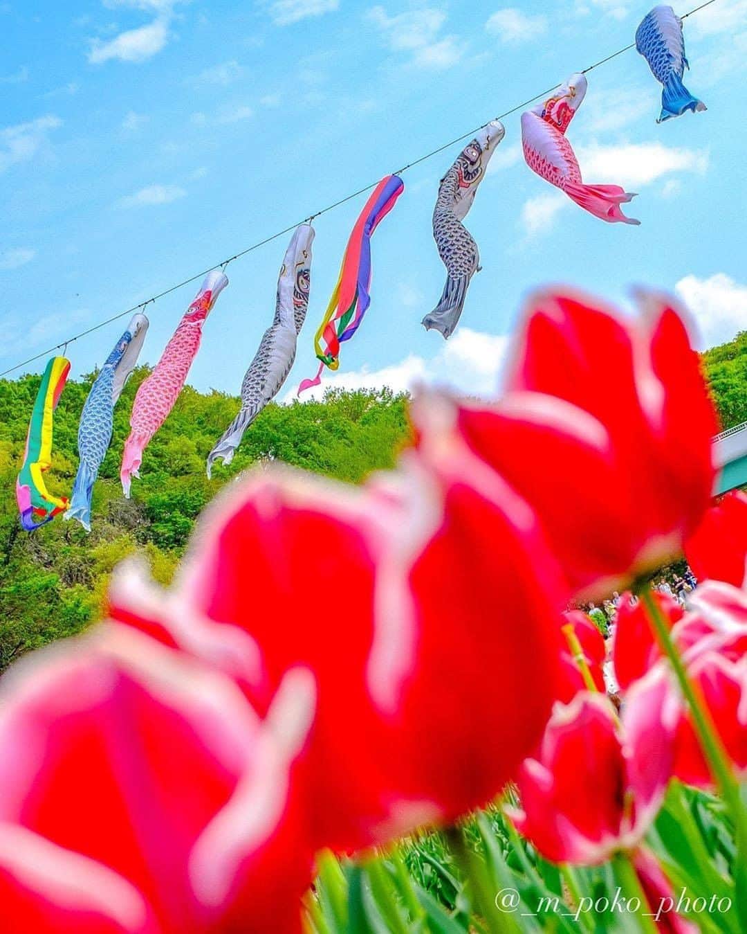 のインスタグラム：「Showcasing #yokohamatomorrow, a collection of memories while looking forward to tomorrow.﻿ ﻿ “こどもの国﻿ 青空💙におよぐ鯉のぼり🎏🎏🎏を見てるだけで気持ちも明るくなれる…(*´∇｀*)﻿ @carinocasalinga216 さんから﻿ #青空バトン を頂きました💙✌️﻿ 過去picだけど💙空・鯉のぼり🎏・チューリップ🌷で＂スカッ＂と元気になれそうなこちらの写真をpostするねっ☝️﻿ 指名してくれてありがとう☺️つむちゃん⭐️♬⭐️﻿ そしてバトンはここに置かせて頂きます﻿ …お時間の許せるフォロワー様、青空バトンを繋いで頂けたら嬉しいです😃﻿ …宜しくお願い致します🙇‍♂️﻿ 撮影日2019/4/26”﻿ ﻿ Photo & Text: @_m_poko_photo﻿ ﻿ #yokohamatomorrow﻿ ﻿ -﻿ ﻿ 皆様がいままでに撮られた大好きな横浜の写真（去年の同じ季節に撮られた写真など）に思い出などのエピソードとハッシュタグ #yokohamatomorrow を付けて投稿していただけないでしょうか？﻿ ﻿ ハッシュタグをつけて投稿していただいた写真を、健やかな日々が戻ってくると信じてご紹介していきます。﻿ ﻿ Looking forward to tomorrow, we have a request: Post your favorite memories and experiences in Yokohama - Something from last year or your last trip perhaps? - with the hashtag #yokohamatomorrow.﻿ ﻿ We will showcase these memories on our Instagram as they represent the Yokohama we are looking forward to while we navigate this challenging time together.﻿ ﻿ #myyokohama﻿ ﻿ #yokohama #darlingescapes #beautifuldestinations #artofvisuals #somewheremagazine #discoverglobe #travelawesome #passionpassport #lovejapan #explorejapan #japanlife #japanfocus #japan_vacations #japanrevealed #よこはま #ヨコハマ #横浜 #stayhome #staysafe #besafe #stayhomestaysafe #staysafeeveryone」