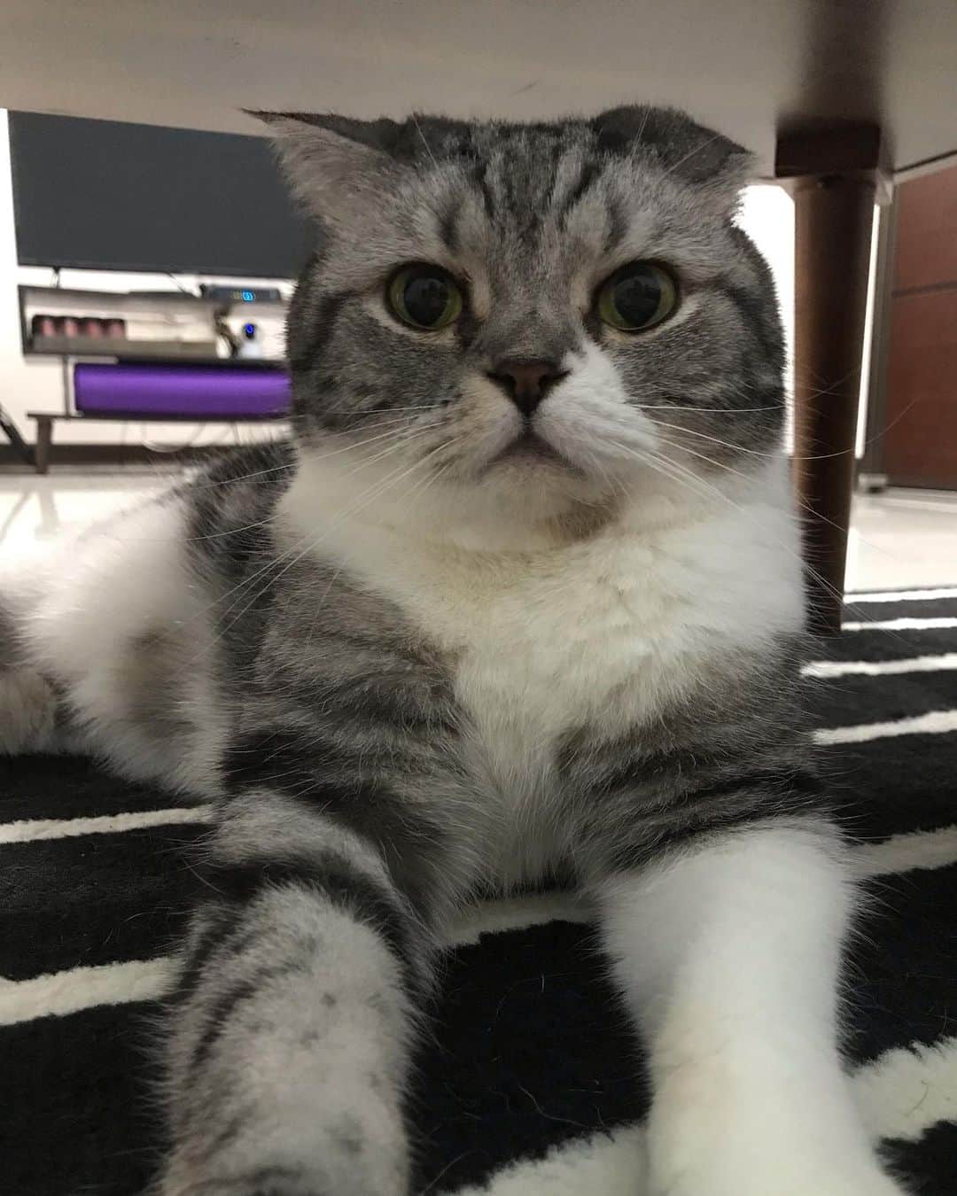 KATSUOのインスタグラム：「今日も机の下からこんにちは . #cat #catsofinstagram #katsuo #猫のいる暮らし」