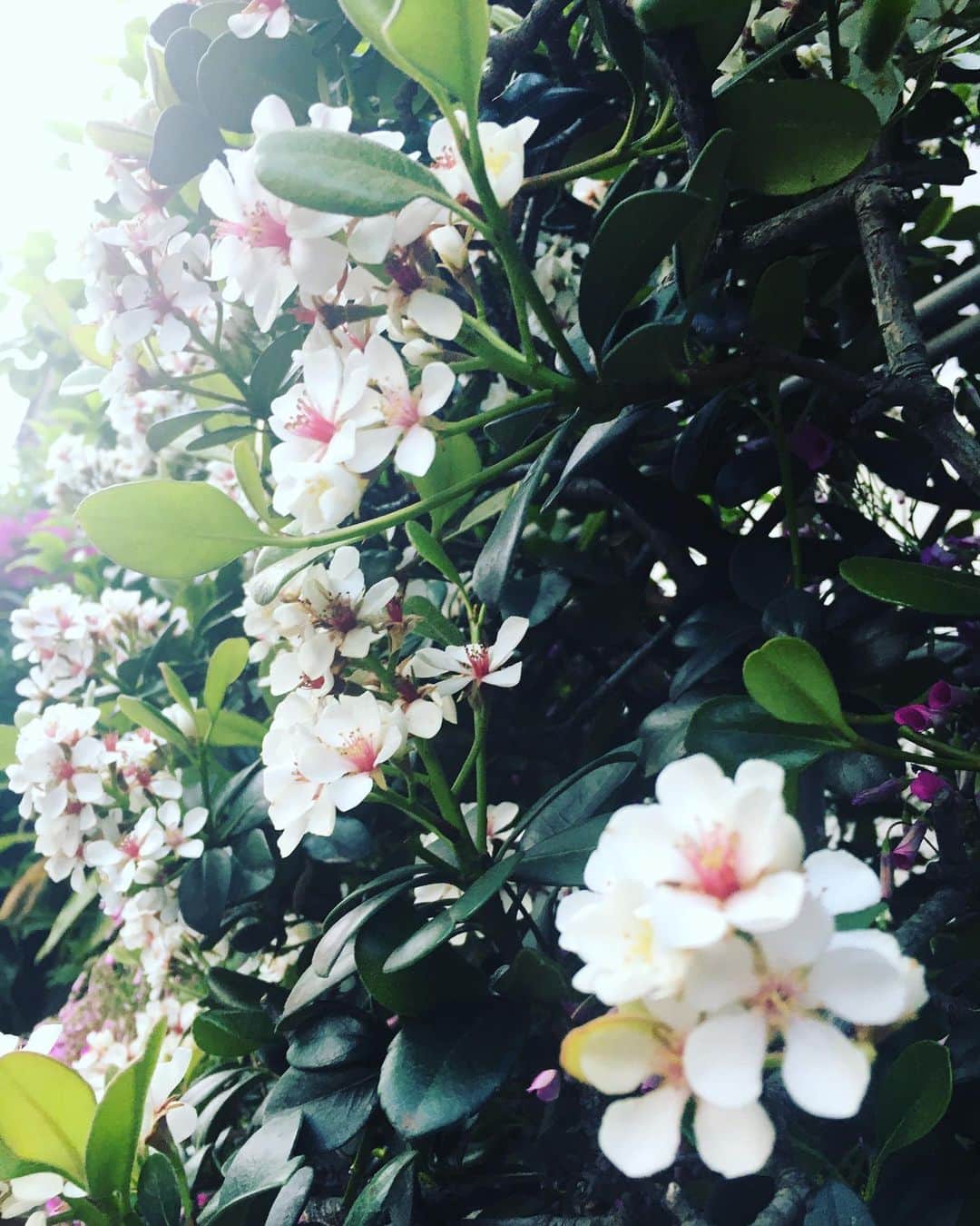 ヤマト（はやぶさ）さんのインスタグラム写真 - (ヤマト（はやぶさ）Instagram)「#はやぶさ　#朝散歩　#白い花　#小さくて可愛い花でした」5月5日 18時18分 - hayabusa_y