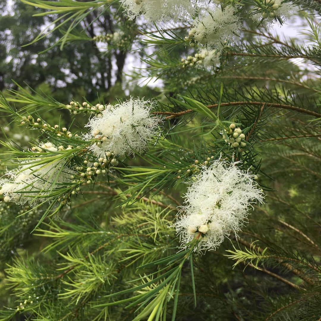 @aroma アットアロマさんのインスタグラム写真 - (@aroma アットアロマInstagram)「ティートリーこそ、いま知って欲しい香り。 芯のある力強さを感じさせる、清涼感あふれる爽やかな香りです。 . 優れた抗菌・抗感染作用をもつとされ、オーストラリアの先住民がその薬効性から、治療などにも使っていたことで知られています。花粉症や風邪対策で使われる方も多いのでは[Tea tree ティートリー] . . ＼ポイント／すこし癖のある香りなので、薬臭さを感じる時は、ラベンダーやレモン、ユーカリなどの香りとブレンドすると馴染みやすく、使いやすくなります。 「いい香り〜」と思える香りを生活に取り入れましょう。 . . . #ataroma  #aroma #essentialoils #teatree #harb  #purenature #sourcingstory #アットアロマ #アロマオイル #ティートリー #香りのある暮らし #抗菌 #抗ウイルス #アロマブレンド #おうち時間にアロマセラピー」5月5日 18時43分 - ataroma_official