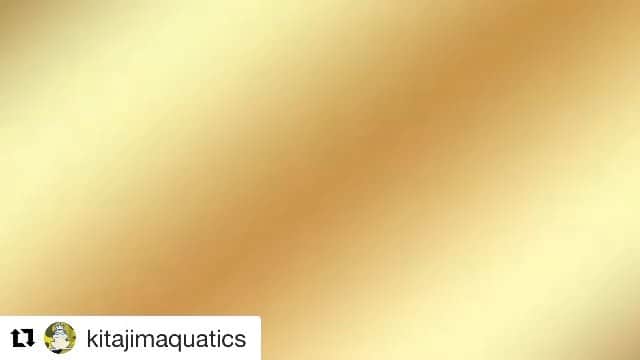 北島康介のインスタグラム