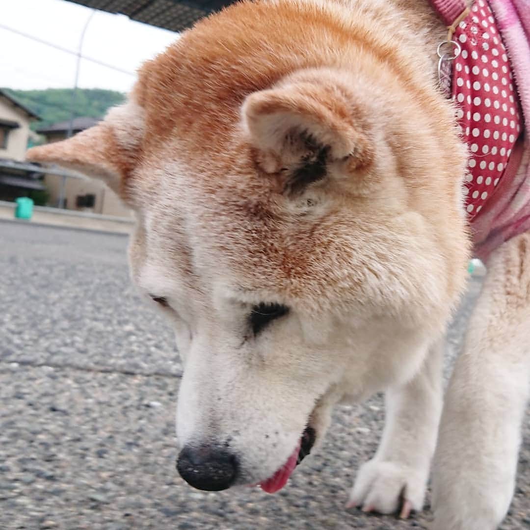 柴子さんのインスタグラム写真 - (柴子Instagram)「夕方散歩テクテク。 今日は暑かったから、涼しくなってからね。柴子(仮名)さん、今日も頑張って歩きましたよ(о´∀`о) #柴犬　#shibainu #shibastagram  #お散歩　#この後行き倒れ」5月5日 18時56分 - senogawadogs