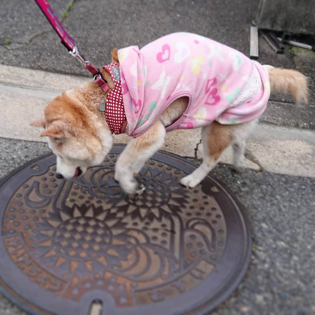 柴子さんのインスタグラム写真 - (柴子Instagram)「夕方散歩テクテク。 今日は暑かったから、涼しくなってからね。柴子(仮名)さん、今日も頑張って歩きましたよ(о´∀`о) #柴犬　#shibainu #shibastagram  #お散歩　#この後行き倒れ」5月5日 18時56分 - senogawadogs