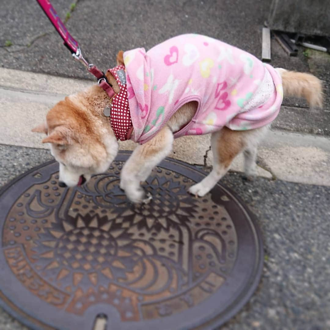 柴子のインスタグラム：「夕方散歩テクテク。 今日は暑かったから、涼しくなってからね。柴子(仮名)さん、今日も頑張って歩きましたよ(о´∀`о) #柴犬　#shibainu #shibastagram  #お散歩　#この後行き倒れ」