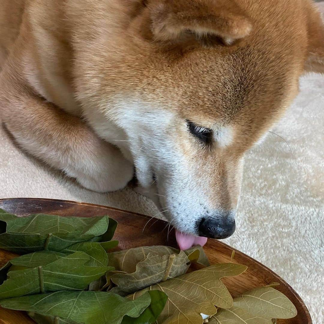 まる（まるたろう）さんのインスタグラム写真 - (まる（まるたろう）Instagram)「I keep an eye on these “Kashiwamochi” so as not to sneak a piece of them by dad.✨🐶👮‍♀️✨パパが盗み食いしないように見張っとかないとね😎 #6個あるから #ママが3個 #まるが3個で丁度だね #子供の日だもん #柏餅 #死守 #番犬」5月5日 19時00分 - marutaro