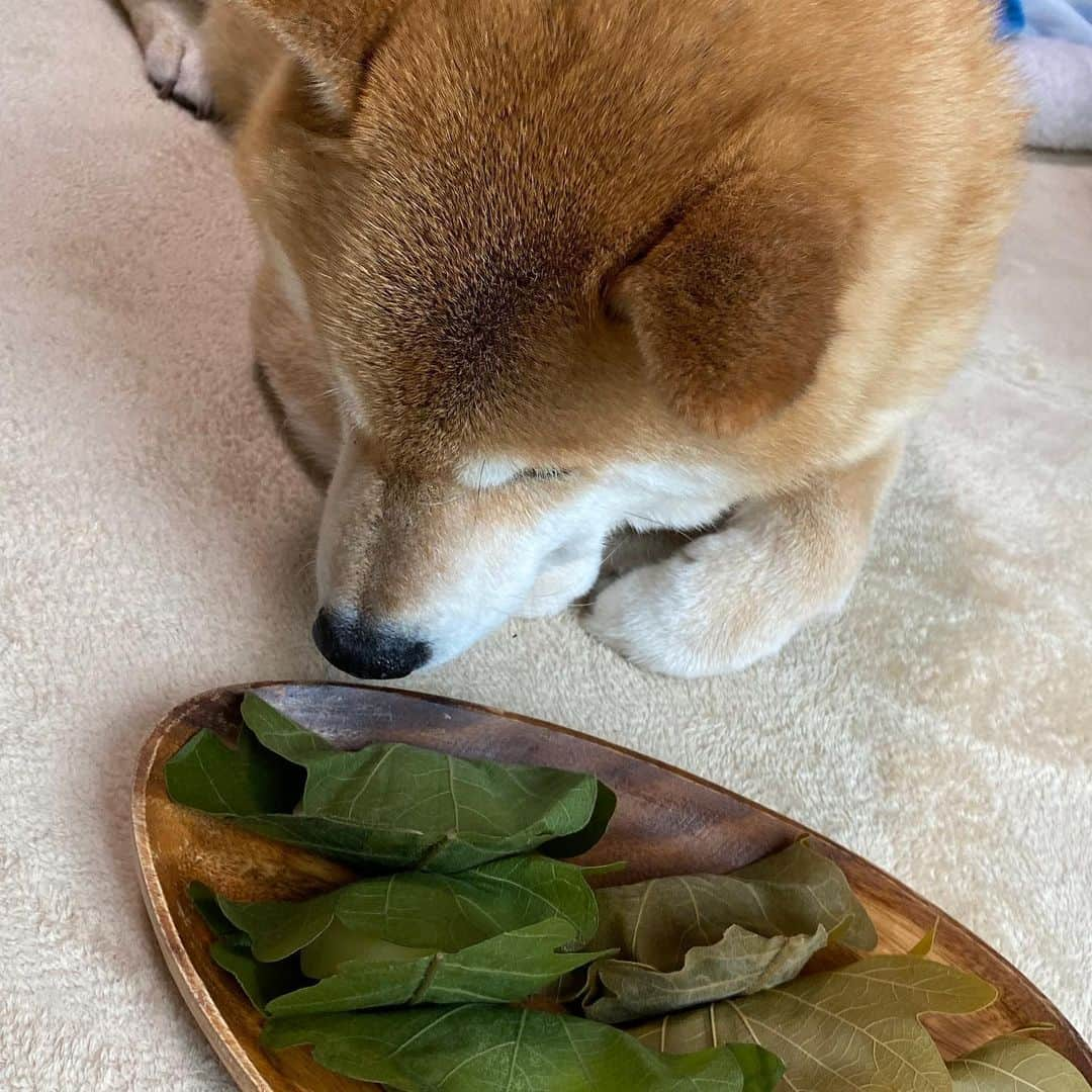 まる（まるたろう）さんのインスタグラム写真 - (まる（まるたろう）Instagram)「I keep an eye on these “Kashiwamochi” so as not to sneak a piece of them by dad.✨🐶👮‍♀️✨パパが盗み食いしないように見張っとかないとね😎 #6個あるから #ママが3個 #まるが3個で丁度だね #子供の日だもん #柏餅 #死守 #番犬」5月5日 19時00分 - marutaro