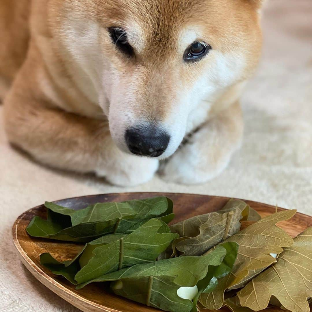 まる（まるたろう）さんのインスタグラム写真 - (まる（まるたろう）Instagram)「I keep an eye on these “Kashiwamochi” so as not to sneak a piece of them by dad.✨🐶👮‍♀️✨パパが盗み食いしないように見張っとかないとね😎 #6個あるから #ママが3個 #まるが3個で丁度だね #子供の日だもん #柏餅 #死守 #番犬」5月5日 19時00分 - marutaro