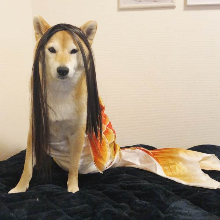 マロたんのインスタグラム：「マロビエで疫病退散🧜‍♀️🎏 #アマビエ #疫病退散 #shiba #shibainu #weeklyfluff」