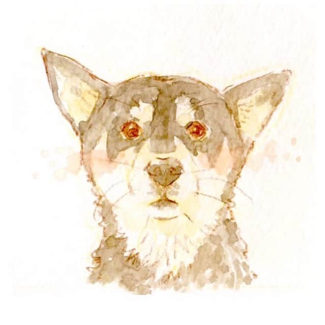 vo_coのインスタグラム：「🎨 似顔絵作家のはちさん @hachi_world1 がうちの黒饅頭の似顔絵を描いてくださいました♪ シャンポーされてる時の何とも言えない表情がそっくり！ #はちの柴イラスト で他にも柴犬たくさん描いてらっしゃるので、覗いてみてくださいね〜 こたつを可愛く描いていただきありがとうございました！ * #shibastagram #instashiba #shiba #shibainu #黒柴 #柴犬」