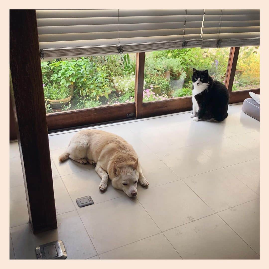 パンといっぴきのインスタグラム：「#元保護犬 #雑種犬 #犬と猫 #元保護猫 #白黒猫 #ハチワレ #blackandwhitecat #crossbreed #tuxedocat #mixdog #catanddog」