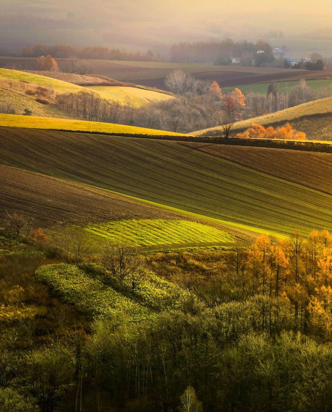 kyoko_zzzのインスタグラム：「Autumn hill  #美瑛の丘 #autumncolors」
