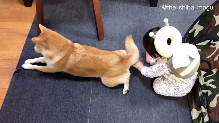 Moguのインスタグラム：「. ベビ子分はもぐにすっかり懐いてるなの。 #なかよし . @the_shiba_mogu  #柴犬 #shibainu #shiba#赤柴 #redshiba#犬 #dog#しばいぬ#nannydog#犬と子供#子供と犬#柴犬と子供#柴#赤ちゃんと犬#犬と赤ちゃん#柴犬と赤ちゃん#赤ちゃんと柴犬#柴犬のいる暮らし#子守犬」