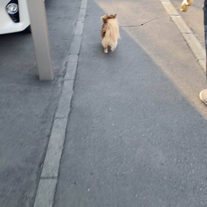 大石ほのかのインスタグラム：「ここなちゃん♡ の可愛いお散歩🐶💓 幸せのひと時～🌸 あー可愛い ちらちら後ろみてほのかいるか確認してくるの笑笑🤣💓きゅん」
