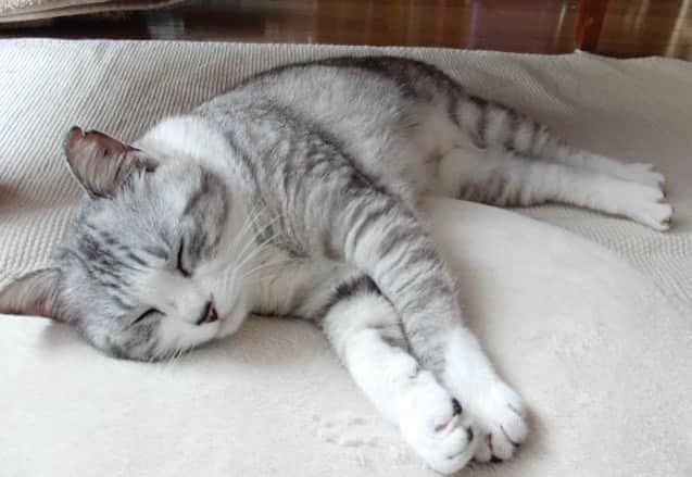 坂本美雨さんのインスタグラム写真 - (坂本美雨Instagram)「10年前、サバ美が初めて家に来た日、 3日くらいはベッド下から出てこないかなと覚悟していたら、 いきなり部屋の真ん中で寝出したのだった。  この人にはかなわない。 . #cat #サバ美 #一緒に暮らして10年 #happyanniversary #happybirthday」5月5日 21時07分 - miu_sakamoto