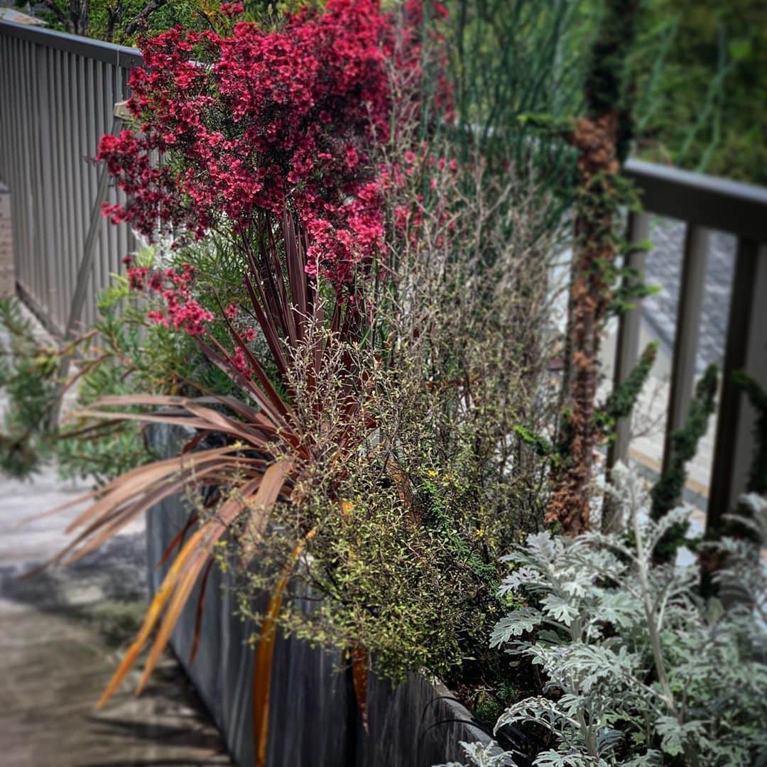 伊勢谷友介さんのインスタグラム写真 - (伊勢谷友介Instagram)「寝室前の花壇。 お気に入り。 秋の台風シーズンまでは支持棒を外してスッキリです。 この子達はオールシーズン外なので、僕の趣味に合う個性的な植物を集めるのは難しかったです。  現在はピンクの花が満開ですが、その左隣の植物も花をつけ始めました。他の植物もそれぞれ花が咲くので、随時お見せますね。 #おうちじかん #お家時間  #plants」5月5日 21時07分 - iseya_yusuke