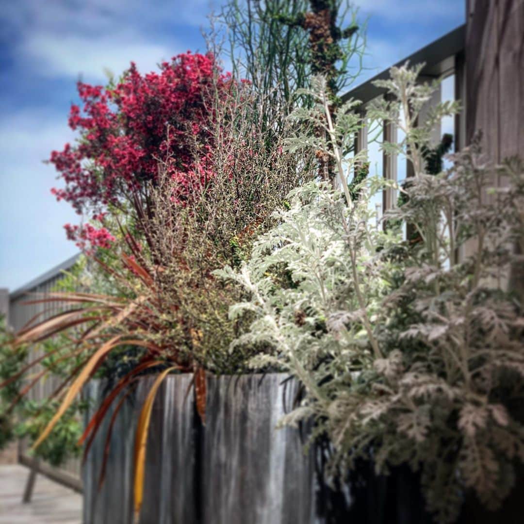 伊勢谷友介さんのインスタグラム写真 - (伊勢谷友介Instagram)「寝室前の花壇。 お気に入り。 秋の台風シーズンまでは支持棒を外してスッキリです。 この子達はオールシーズン外なので、僕の趣味に合う個性的な植物を集めるのは難しかったです。  現在はピンクの花が満開ですが、その左隣の植物も花をつけ始めました。他の植物もそれぞれ花が咲くので、随時お見せますね。 #おうちじかん #お家時間  #plants」5月5日 21時07分 - iseya_yusuke