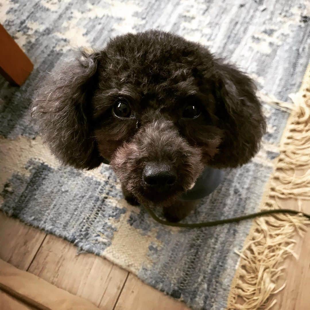 宇野剛史のインスタグラム：「漢の顔になりよったな3.6歳🐕  #トイプードル #dogstagram」