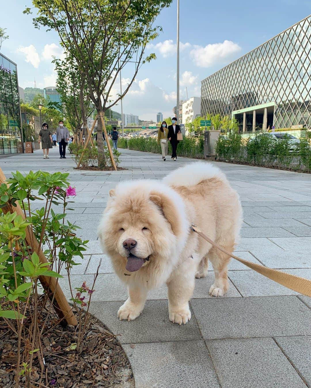 キム・ミニさんのインスタグラム写真 - (キム・ミニInstagram)「소소하게 보낸 긴 휴일의 끝 🐶 #청순일기  내일부터 고객센터가 정상운영됩니다  준비중이었던 주문건 톤업크림 홈웨어 의류 대부분 내일 출발해요 🚚  휴일동안 너그럽게 기다려주셔서 감사합니다 💛 일상복귀 파이팅이에요 🙌🏻」5月5日 22時07分 - mimiwor