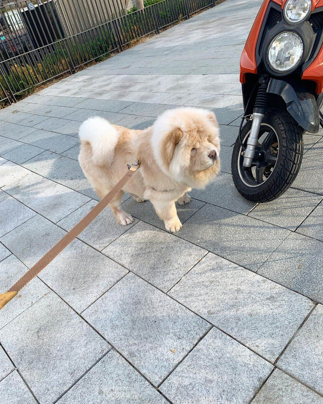 キム・ミニさんのインスタグラム写真 - (キム・ミニInstagram)「소소하게 보낸 긴 휴일의 끝 🐶 #청순일기  내일부터 고객센터가 정상운영됩니다  준비중이었던 주문건 톤업크림 홈웨어 의류 대부분 내일 출발해요 🚚  휴일동안 너그럽게 기다려주셔서 감사합니다 💛 일상복귀 파이팅이에요 🙌🏻」5月5日 22時07分 - mimiwor