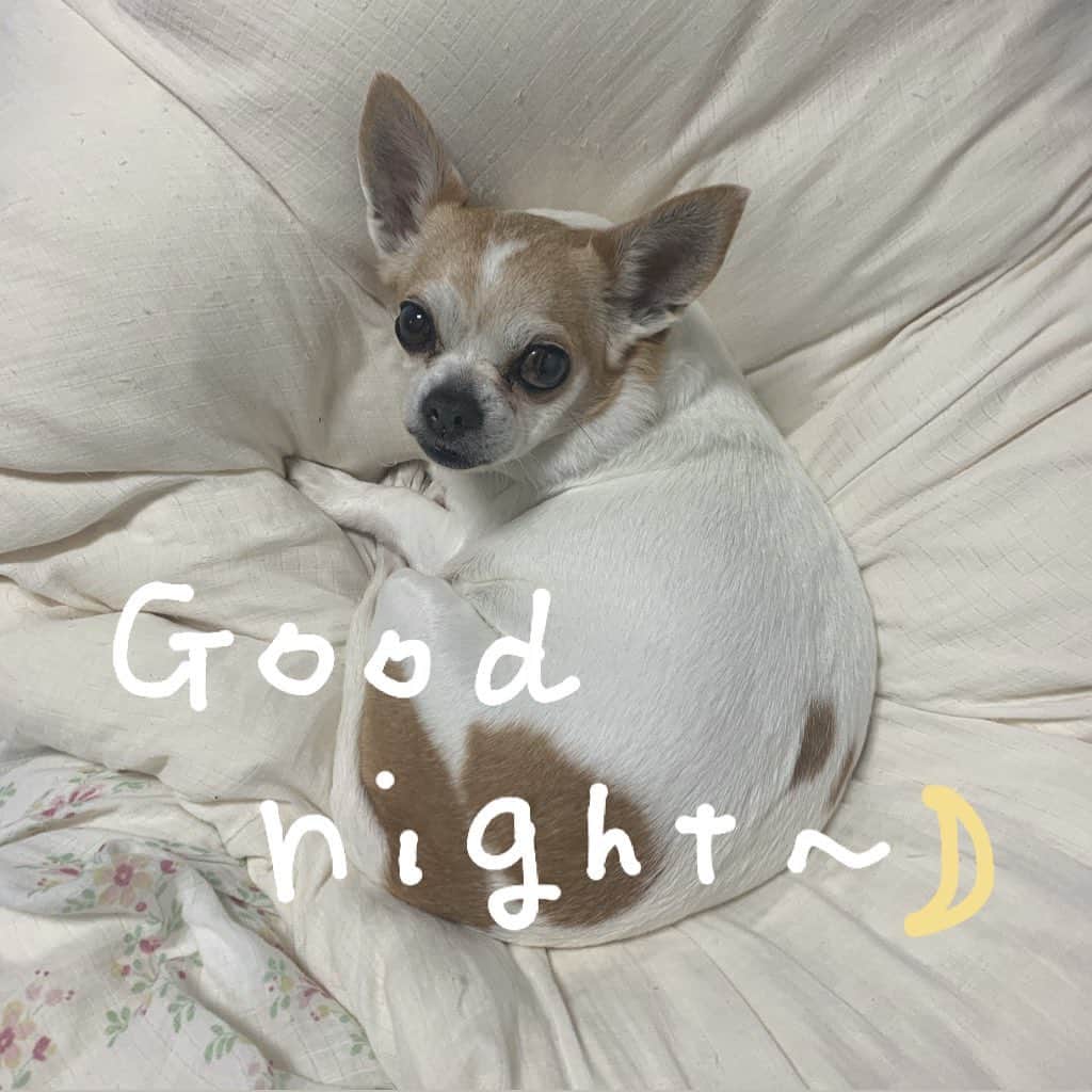 我妻美月のインスタグラム：「good night🌜 あんちゃん顔がこわいヨ！笑」
