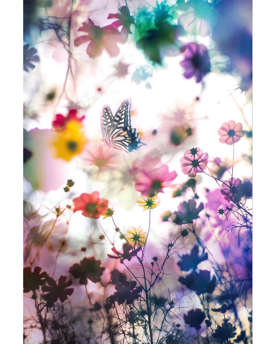 メグのん♡ A k i k oのインスタグラム：「♡Into the dream . . 夢の中へ 夢見る少女じゃいられない 夢芝居 夢の途中 夢をあきらめないで 夢で逢えたら 夢先案内人 正夢 夢想花 真夏の夜の夢 シドと白昼夢 . . 曲名に「夢」がつく歌、 知ってるのを並べてみた。 他、調べてたら半分以上が演歌でしたw あなたはどの夢の歌がお好き？ . . ♡ #暇である #stayhome」