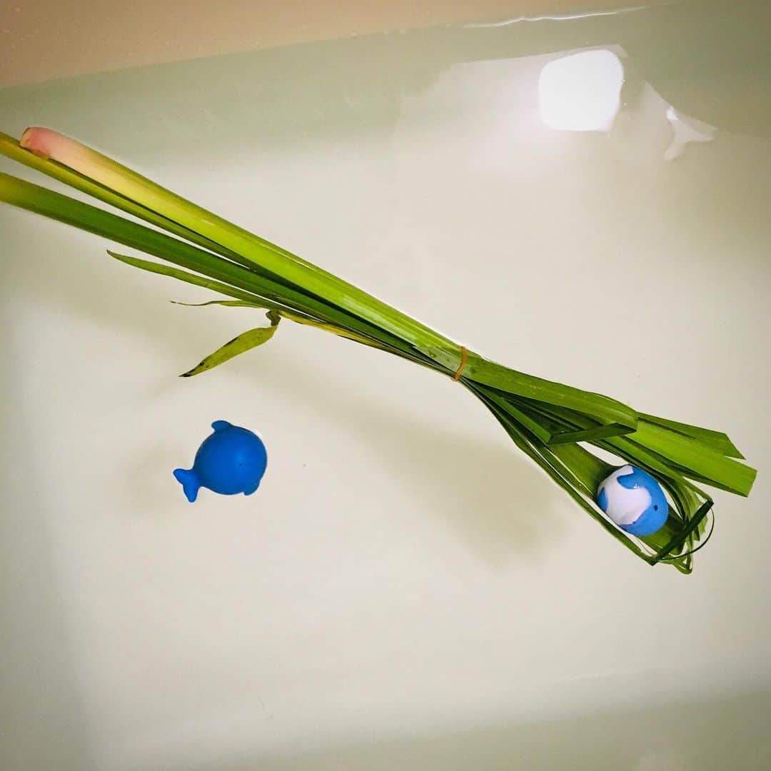 田中香子さんのインスタグラム写真 - (田中香子Instagram)「いざ、しょうぶ。 うちのしょうぶ湯。  こどもの頃、 「肌を切らないように 気をつけて入りなさい」 って毎年母に言われて 毎年ちょっと緊張しながら 浸かってた記憶♨️ #菖蒲湯」5月5日 22時46分 - soo.yt