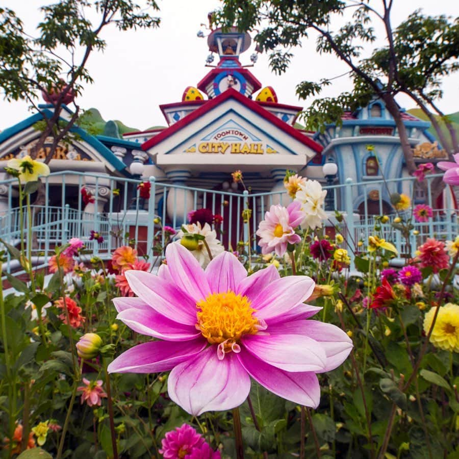 ミッキーマウスさんのインスタグラム写真 - (ミッキーマウスInstagram)「Check out your buddy Mickey alongside all the fresh buds blooming at Disney Parks around the world! ☀️✨🌻 #DisneyMagicMoments」5月5日 23時00分 - mickeymouse