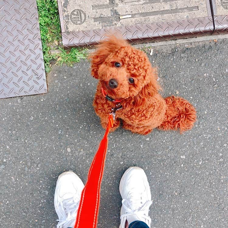 佐藤綾衣のインスタグラム：「ピケ丸の写真とご飯の写真しかない。笑 #ピケ丸 #instadog  #doglife」