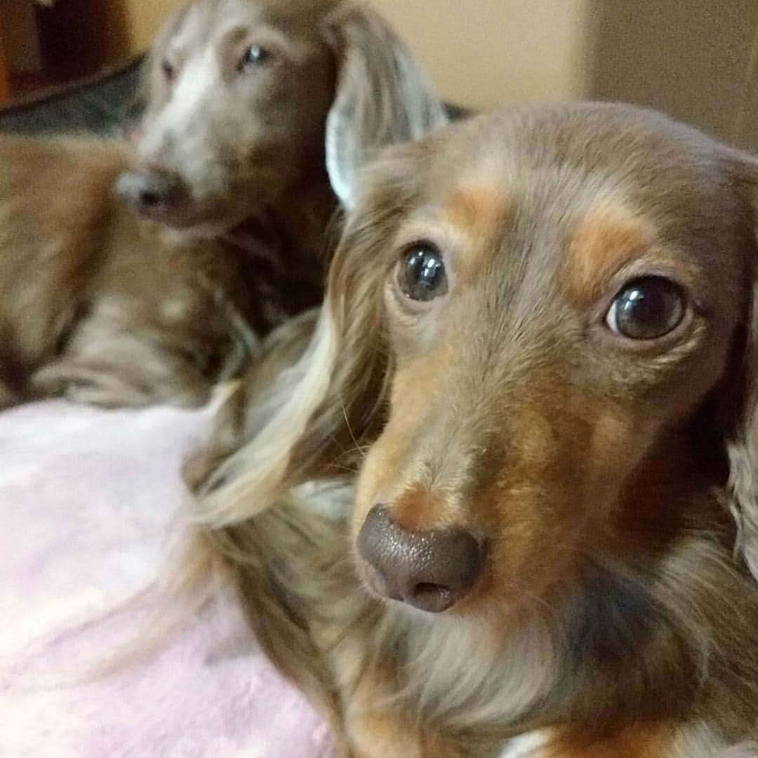 くるみんのインスタグラム：「もう雨は飽きました  #ミニチュアダックス #ミニチュアダックスフント #ミニチュアダックスフンド #イザベラ #イザベラタン #カニンヘンダックス #カニンヘンダックスフント #カニンヘン #カニンヘンダックスフンド #チョコタン #わんこなしでは生きていけません会 #ワンコなしでは生きて行けません会 #いぬばか部 #短足部 #dachs #dachshund #dogstagram #east_dog_japan #instagramdogs #instadachs #kyounodachs #kyounowanko #pecoいぬ部 #todayswanko #wanko #7pets_1day #だっくす #だっくすふんど #ダックスフンド #ダックス部」
