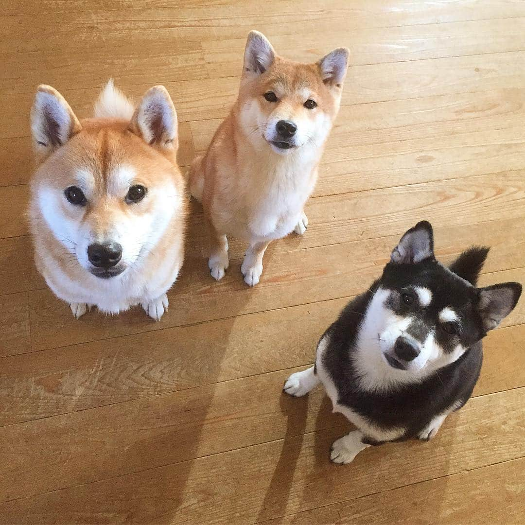 花丸のインスタグラム：「可愛すぎてあかん！  #お出かけも雨で延期 #来週は雨降ったらあかん #たのんます #柴犬 #shiba #shibainu #ふわもこ部 #weeklyfluff」