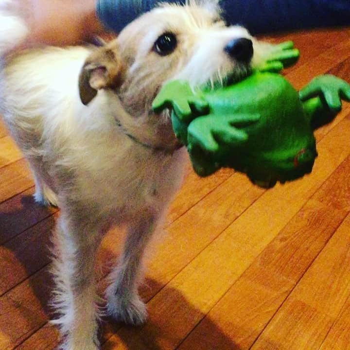 古谷恵のインスタグラム：「スフィンクス #犬」
