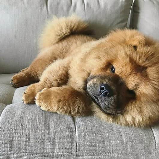 CHOWSTAGRAM CHoW CHoW PuPPieSのインスタグラム：「😭😴😭 #MoNDaY 😭😴😭 @chow_bella_」