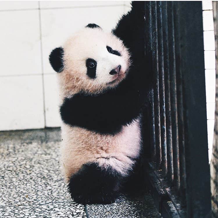 PANDASのインスタグラム：「#panda #pandas #babypanda #giantpanda #pandabear #bear #pandagram #instapanda #pandaswag #pandalove #animals #animal #pet #TagsForLikes #dog #cat #dogs #cats #photooftheday #cute #pets #instagood #animales #cute #love #nature #animallovers #pets_of_instagram #petstagram #petsagram」