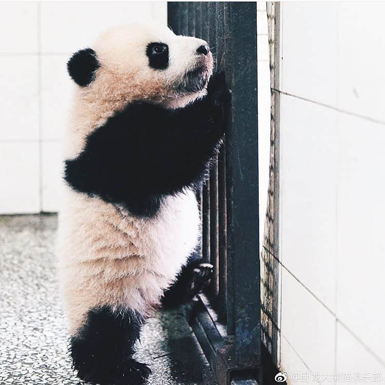 PANDASのインスタグラム：「#panda #pandas #babypanda #giantpanda #pandabear #bear #pandagram #instapanda #pandaswag #pandalove #animals #animal #pet #TagsForLikes #dog #cat #dogs #cats #photooftheday #cute #pets #instagood #animales #cute #love #nature #animallovers #pets_of_instagram #petstagram #petsagram」