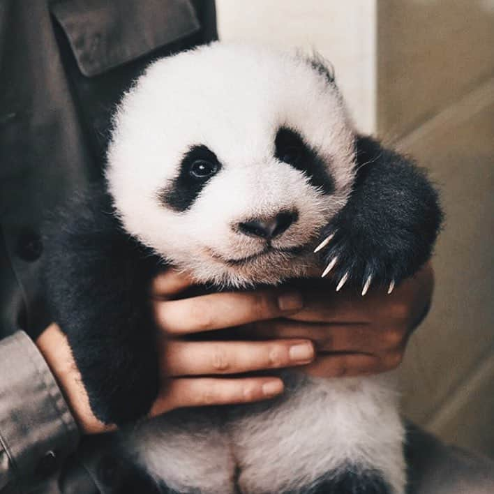 PANDASのインスタグラム：「#panda #pandas #babypanda #giantpanda #pandabear #bear #pandagram #instapanda #pandaswag #pandalove #animals #animal #pet #TagsForLikes #dog #cat #dogs #cats #photooftheday #cute #pets #instagood #animales #cute #love #nature #animallovers #pets_of_instagram #petstagram #petsagram」