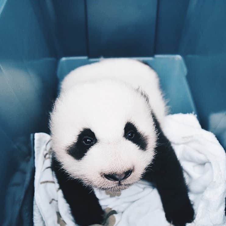 PANDASさんのインスタグラム写真 - (PANDASInstagram)「#panda #pandas #babypanda #giantpanda #pandabear #bear #pandagram #instapanda #pandaswag #pandalove #animals #animal #pet #TagsForLikes #dog #cat #dogs #cats #photooftheday #cute #pets #instagood #animales #cute #love #nature #animallovers #pets_of_instagram #petstagram #petsagram」10月31日 9時45分 - fluffybabypandas