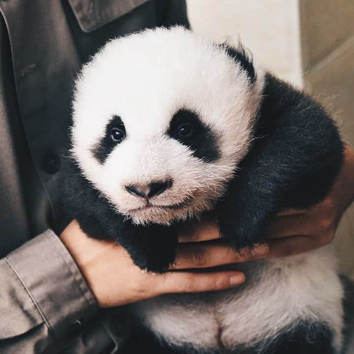 PANDASのインスタグラム：「😍#panda #pandas #babypanda #giantpanda #pandabear #bear #pandagram #instapanda #pandaswag #pandalove #animals #animal #pet #TagsForLikes #dog #cat #dogs #cats #photooftheday #cute #pets #instagood #animales #cute #love #nature #animallovers #pets_of_instagram #petstagram #petsagram」