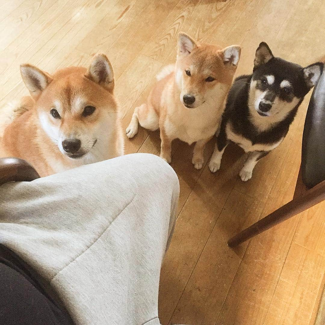 花丸のインスタグラム：「ハロウィン感が皆無な我が家ですが毎日がTrick or Treat👻  #オヤツくれないと #足短くしちゃうぞっ #すでに短いけどね #なんっつて #柴犬 #shiba #shibainu #ふわもこ部 #weeklyfluff」