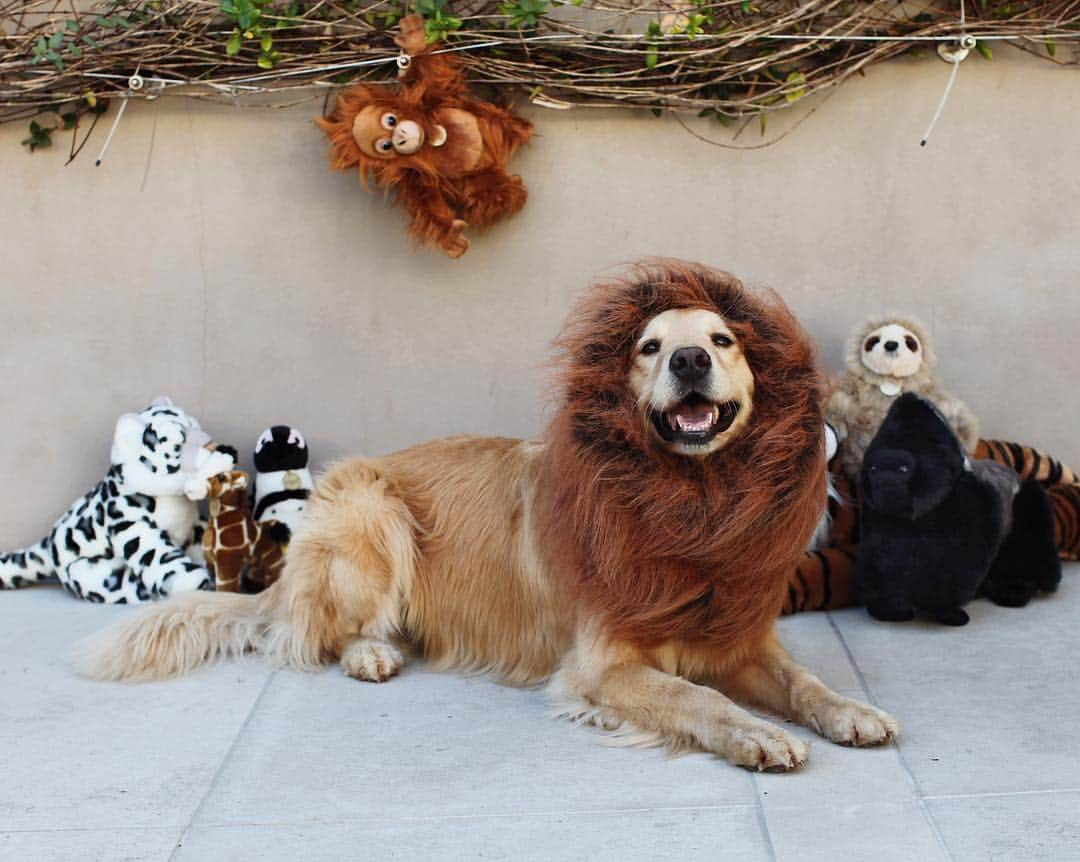 ケビン・シストロムのインスタグラム：「@Dolly wishes everyone a happy Halloween! 🎃 This year she asked to be a Lion but we really think she was angling for a bunch of new toys 😝」