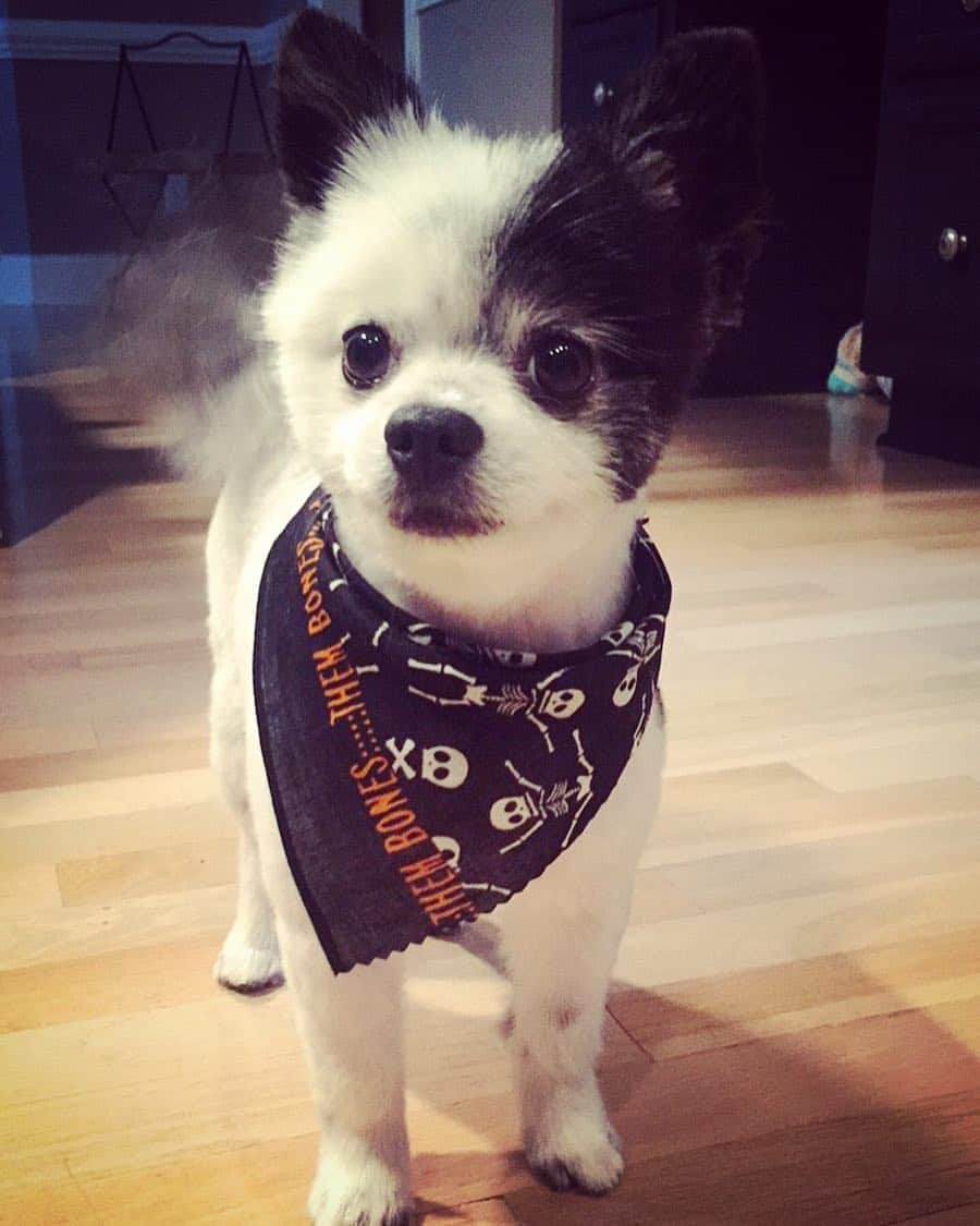 Meekoのインスタグラム：「Happy Halloween🎃👻💀」