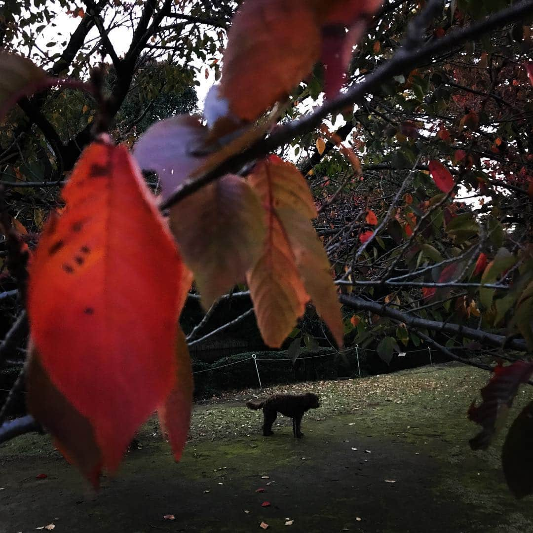 鶴田真由さんのインスタグラム写真 - (鶴田真由Instagram)「散歩ちう」11月1日 17時09分 - mayutsuruta