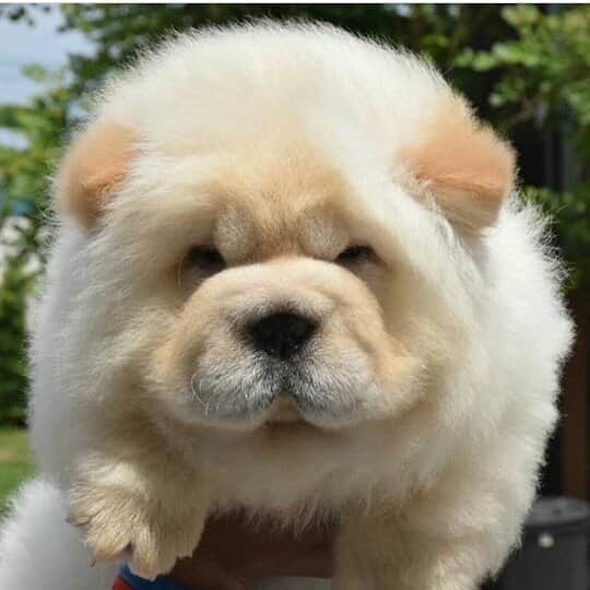 CHOWSTAGRAM CHoW CHoW PuPPieSのインスタグラム：「@tofu.chowchow」