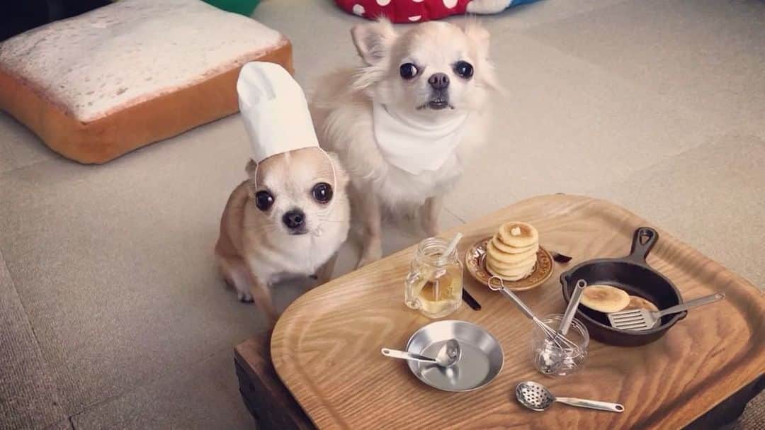 まち(Machi)のインスタグラム：「. パンケーキ食べました🥞😄✨ . Let's eat 🥞 . #chihuahua #chihuahuas #dog #instadog #chihuahuasofinstagram #chihuahuasofinstagram_  #weeklyfluff #doglover #chihuahualove #ふわもこ部 #happy #choco #azuki #omochi #チワワ #ちわわ #犬 #スムチー #ロンチー #igersjp #ふわもこ部」