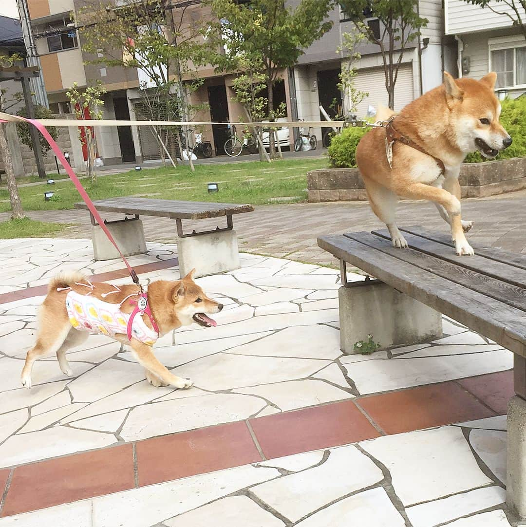 花丸のインスタグラム：「まる子、日に日に元気に🤗  #エリカラ破壊される前に #金太郎エプロンに #おかげでますます動けて #大吉にぃにぃタジダジです #柴犬 #shiba #shibainu #ふわもこ部 #weeklyfluff」