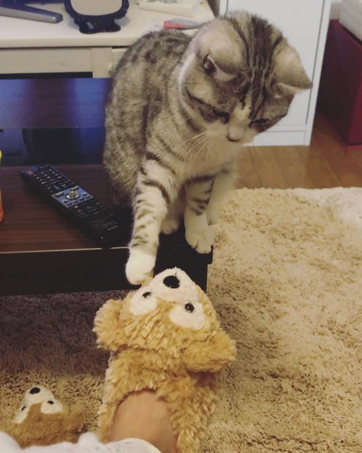 西野翔のインスタグラム：「気になるみたい🐻←🐈 #西野はまち #スコティッシュフォールド  #ねこ #cat #catstagram #catlovers #lovecat #scottishfold #hamachi」