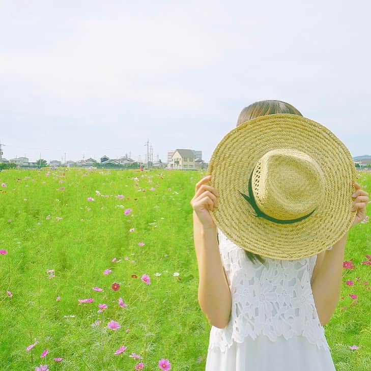 武田雛歩のインスタグラム：「コスモス畑🌼🌼💓 満開まではいかなかったけど、綺麗でした💞  #ツインプラネット #武田雛歩 #コスモス」