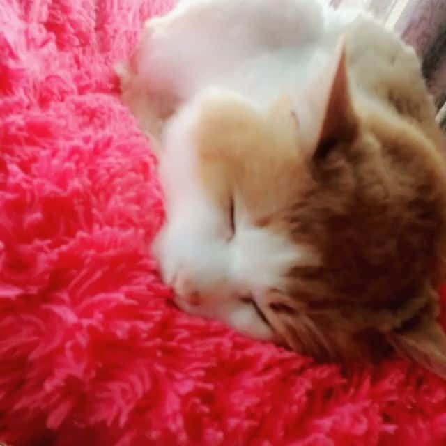 三上みかんのインスタグラム：「😸zzZ . #cat #cats #catlovers #animal #kawaii  #sleep」
